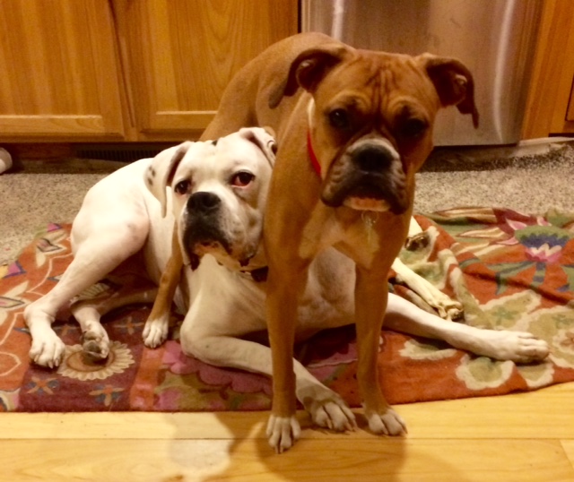 Pete (white 90 lbs) & Boopy (fawn 40 lbs)