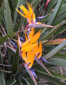 Birds of Paradise in Ontario, CA