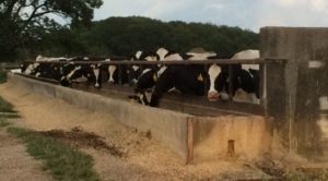 North Stonington cows - Bessy ain't looking to happy there on the end